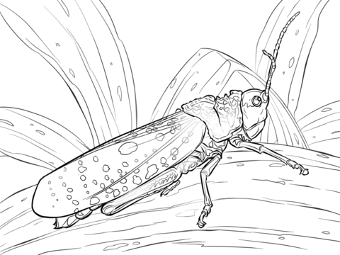 Northern Spotted Grasshopper Coloring Page